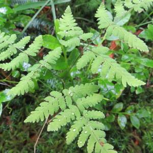 Photographie n°940930 du taxon Gymnocarpium dryopteris (L.) Newman [1851]