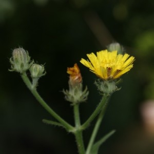 Photographie n°941165 du taxon Picris hieracioides L. [1753]