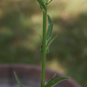 Photographie n°941167 du taxon Picris hieracioides L. [1753]