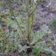  DOMINIQUE Blanc - Crepis vesicaria subsp. taraxacifolia (Thuill.) Thell. [1914]