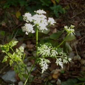 Photographie n°941412 du taxon Aethusa cynapium L.