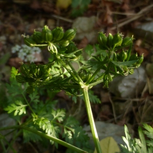 Photographie n°941415 du taxon Aethusa cynapium L.