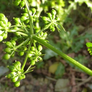 Photographie n°941416 du taxon Aethusa cynapium L.