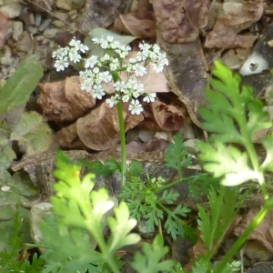 Photographie n°941417 du taxon Aethusa cynapium L.