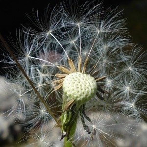 Photographie n°941802 du taxon Taraxacum F.H.Wigg. [1780]