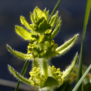 Photographie n°941808 du taxon Cruciata laevipes Opiz [1852]