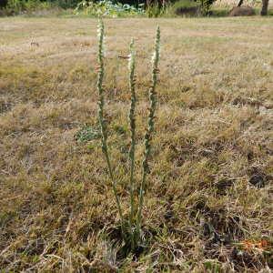 Photographie n°941876 du taxon Spiranthes spiralis (L.) Chevall. [1827]