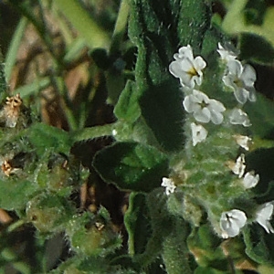 Photographie n°942043 du taxon Heliotropium europaeum L. [1753]