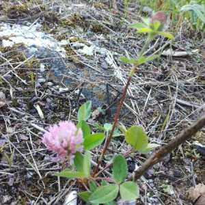 Photographie n°942640 du taxon Trifolium pratense L. [1753]