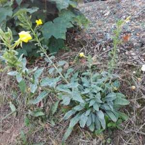 Photographie n°942641 du taxon Oenothera biennis L. [1753]