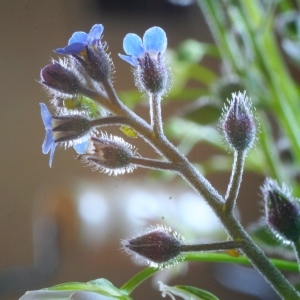 Photographie n°943019 du taxon Myosotis arvensis (L.) Hill [1764]
