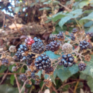 Photographie n°943352 du taxon Rubus L. [1753]