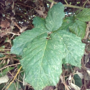 Photographie n°943353 du taxon Rubus L. [1753]