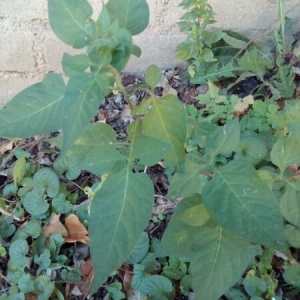 Photographie n°943417 du taxon Solanum dulcamara L. [1753]