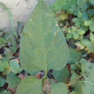 Photographie n°943419 du taxon Solanum dulcamara L. [1753]