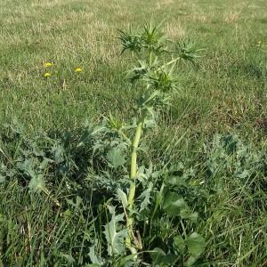 Photographie n°943446 du taxon Centaurea calcitrapa L. [1753]