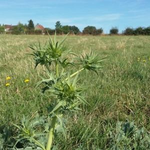 Photographie n°943447 du taxon Centaurea calcitrapa L. [1753]