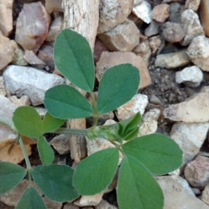 Photographie n°943972 du taxon Medicago L. [1753]