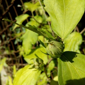 Photographie n°943989 du taxon Hibiscus syriacus L. [1753]