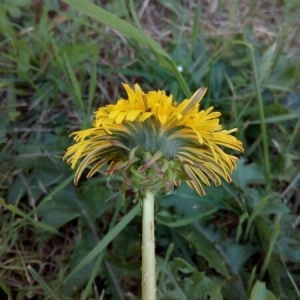 Photographie n°943999 du taxon Taraxacum F.H.Wigg. [1780]