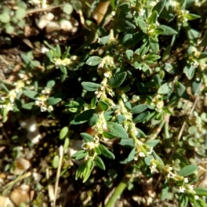 Photographie n°944013 du taxon Polygonum aviculare L. [1753]