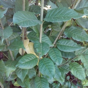 Photographie n°944057 du taxon Euonymus europaeus L. [1753]