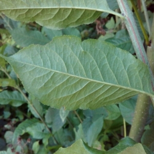 Photographie n°944059 du taxon Euonymus europaeus L. [1753]