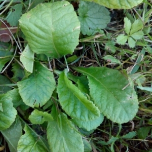 Primula sp.