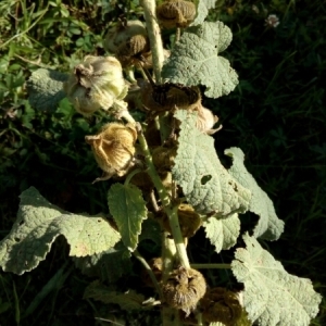 Photographie n°944079 du taxon Alcea rosea L. [1753]