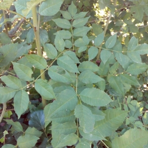 Photographie n°944110 du taxon Fraxinus excelsior L. [1753]