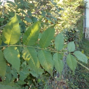 Photographie n°944113 du taxon Fraxinus excelsior L. [1753]