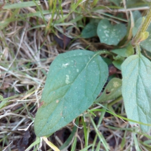 Photographie n°944116 du taxon Prunella vulgaris L. [1753]