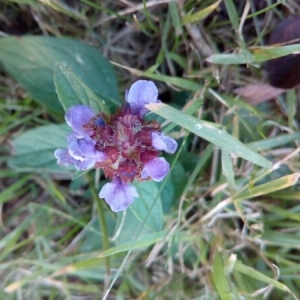 Photographie n°944117 du taxon Prunella vulgaris L. [1753]