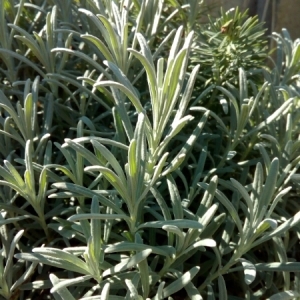 Photographie n°944160 du taxon Lavandula angustifolia Mill. [1768]