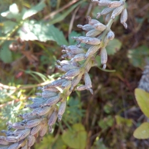 Photographie n°944162 du taxon Lavandula angustifolia Mill. [1768]