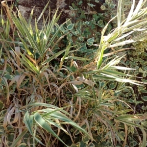 Photographie n°944168 du taxon Poaceae 
