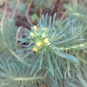 Photographie n°944190 du taxon Euphorbia L. [1753]