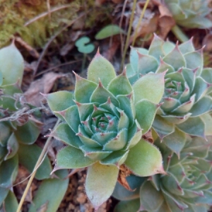 Photographie n°944205 du taxon Sempervivum tectorum L. [1753]