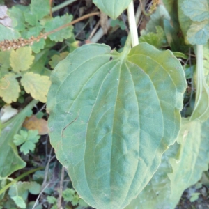 Photographie n°944250 du taxon Plantago major L. [1753]