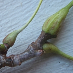 Photographie n°944282 du taxon Platanus x hispanica Mill. ex Münchh. [1770]