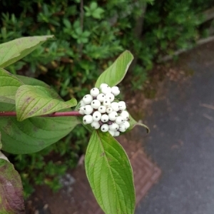 Photographie n°944510 du taxon Cornus alba L. [1767]