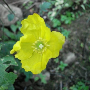 Photographie n°944641 du taxon Papaver cambricum L.