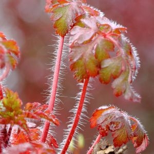 Photographie n°945075 du taxon Geranium robertianum L. [1753]