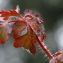 Geranium robertianum L. [1753] [nn30044] par Michel Guerin le 10/04/2016 - 77590 Chartrettes, France