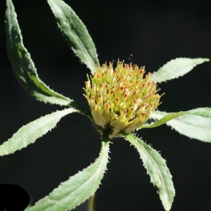 Photographie n°945134 du taxon Bidens tripartita L. [1753]