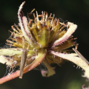 Photographie n°945148 du taxon Bidens tripartita L. [1753]