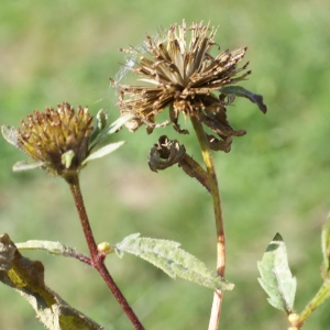 Photographie n°945149 du taxon Bidens tripartita L. [1753]