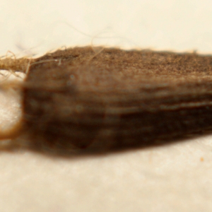 Photographie n°945152 du taxon Bidens tripartita L. [1753]