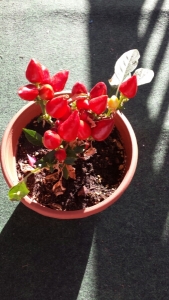 Domitille Priou, le 25 septembre 2016