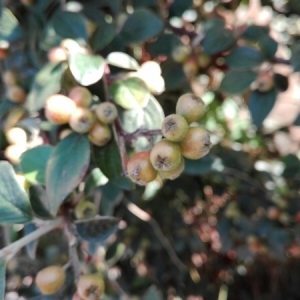 Photographie n°945260 du taxon Cotoneaster Medik. [1789]